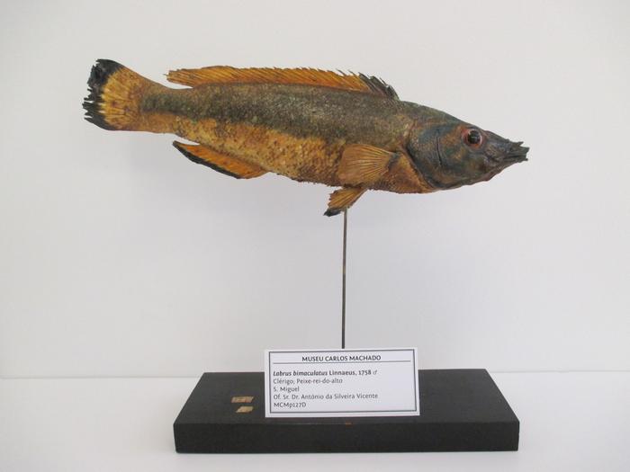 Cichlasoma bimaculatum (Linnaeus, 1758)