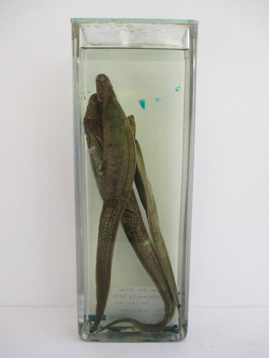 Simenchelys parasitica Gill, 1879 [Frasco - 3 exemplares]