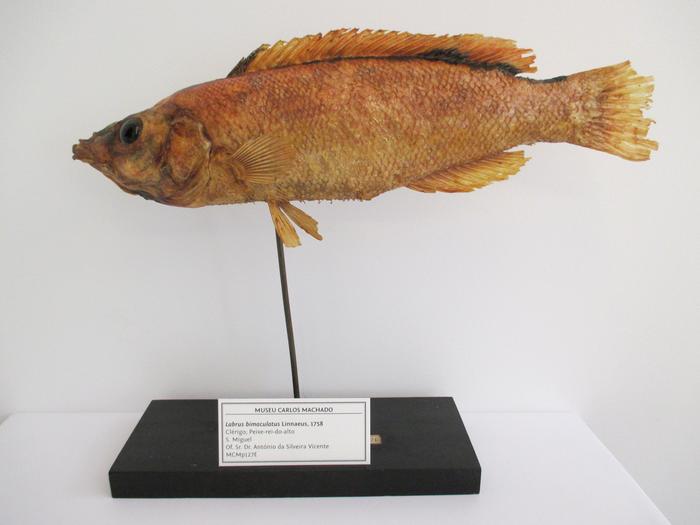 Cichlasoma bimaculatum (Linnaeus, 1758)