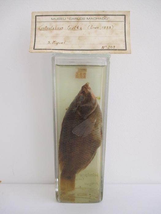 Symphodus trutta (Lowe, 1834)