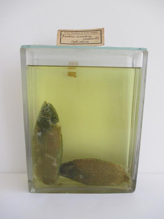 Anabas testudineus (Bloch, 1792) [Frasco - 2 exemplares]