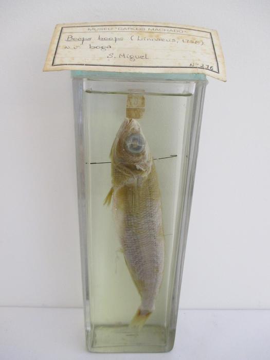 Boops boops (Linnaeus, 1758)