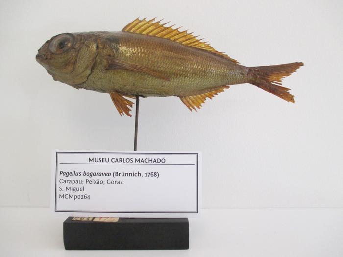 Pagellus bogaraveo (Brünnich, 1768)
