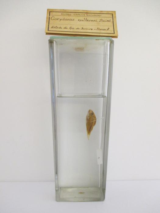 Corydoras nattereri Steindachner, 1876