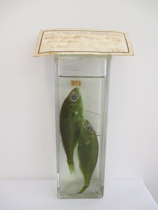 Pagellus bogaraveo (Brünnich, 1768) [Frasco - 2 exemplares]