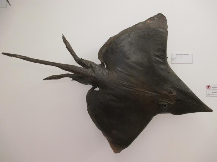 Dipturus oxyrinchus (Linnaeus, 1758)