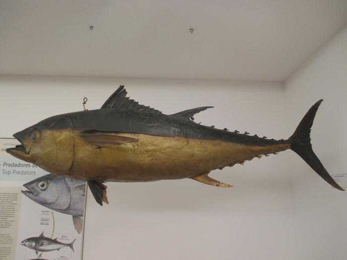 Thunnus obesus (Lowe, 1839)