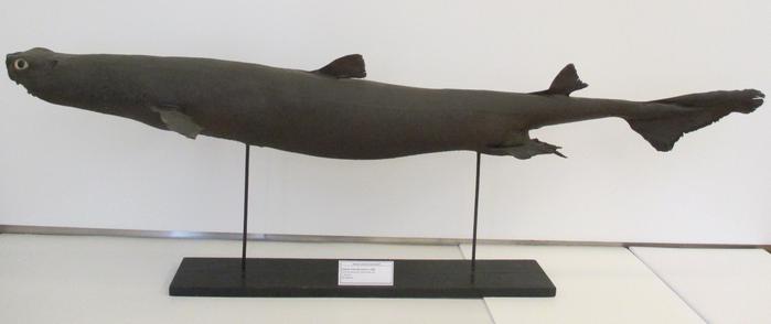 Dalatias licha (Bonnaterre, 1788) ♂