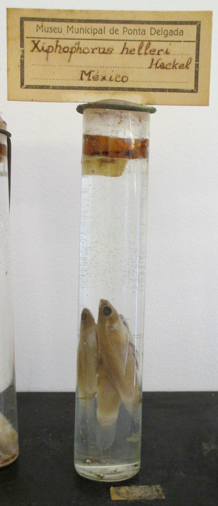 Xiphophorus hellerii Heckel, 1848 [Frasco - 3 exemplares]