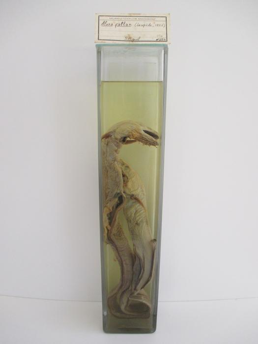 Alosa fallax (Lacepède, 1803) [Frasco - 2 exemplares]