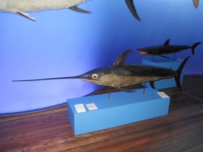 Xiphias gladius Linnaeus, 1758