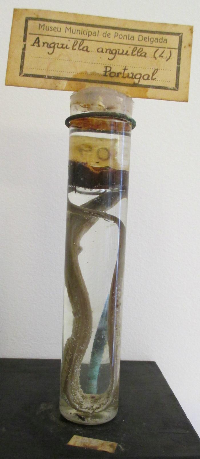 Anguilla anguilla (Linnaeus, 1758)