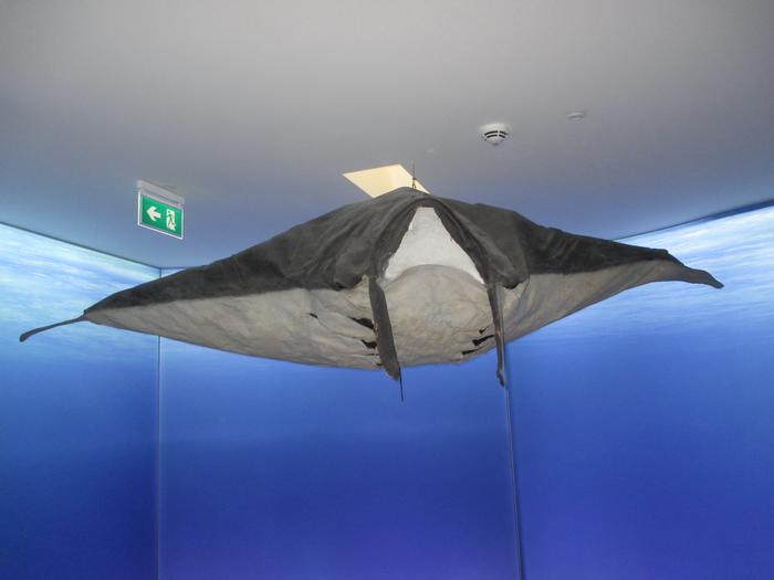 Mobula mobular (Bonnaterre, 1788)