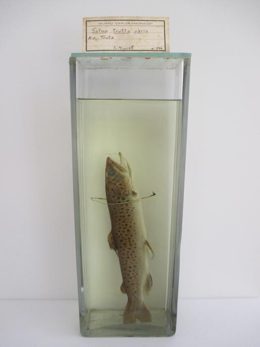 <b><i>Salmo trutta</i></b><b> (Linnaeus, 1758)</b>