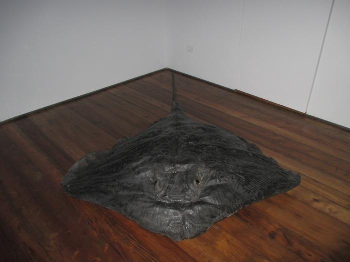 Bathytoshia centroura (Mitchill, 1815)