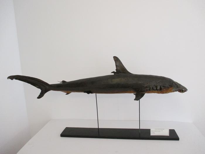 Sphyrna zygaena (Linnaeus, 1758)