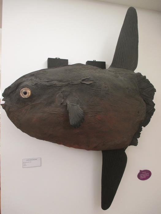 Mola mola (Linnaeus, 1758)