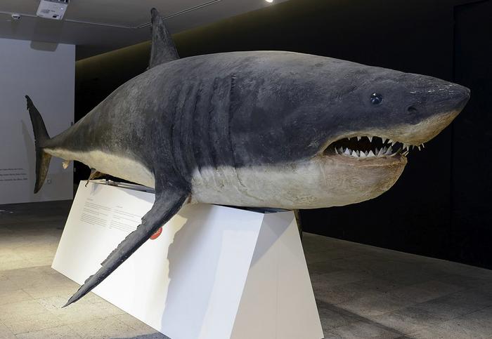 Carcharodon carcharias (Linnaeus, 1758)