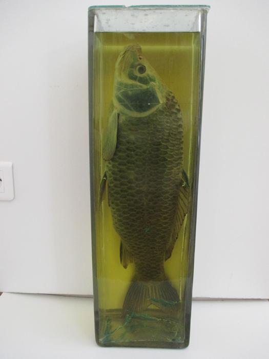 Cyprinus carpio Linnaeus, 1758