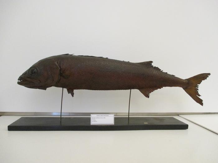 Ruvettus pretiosus Cocco, 1833