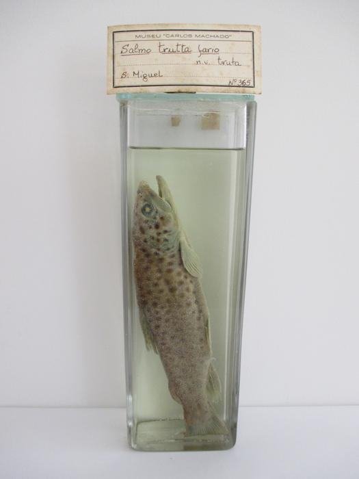Salmo trutta Linnaeus, 1758