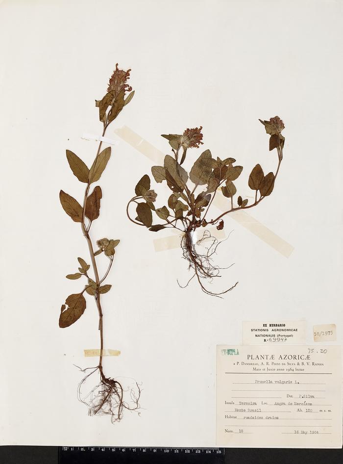 Prunella vulgaris L.