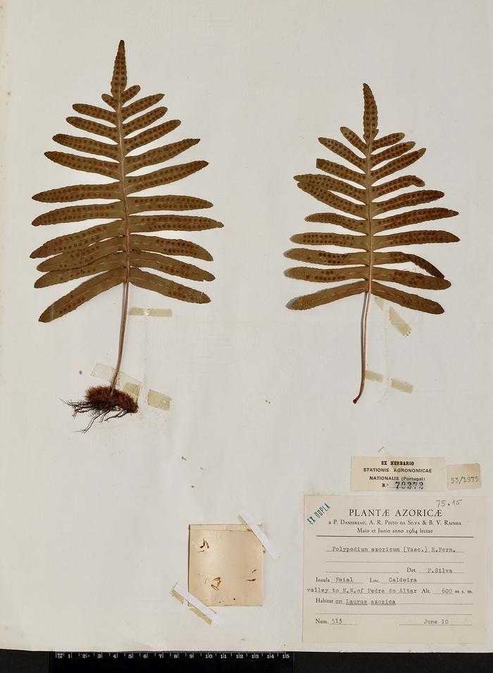 Polypodium azoricum (Vasc.) R. Fern.