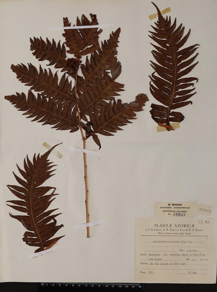 Woodwardia radicans (L.) Sm.