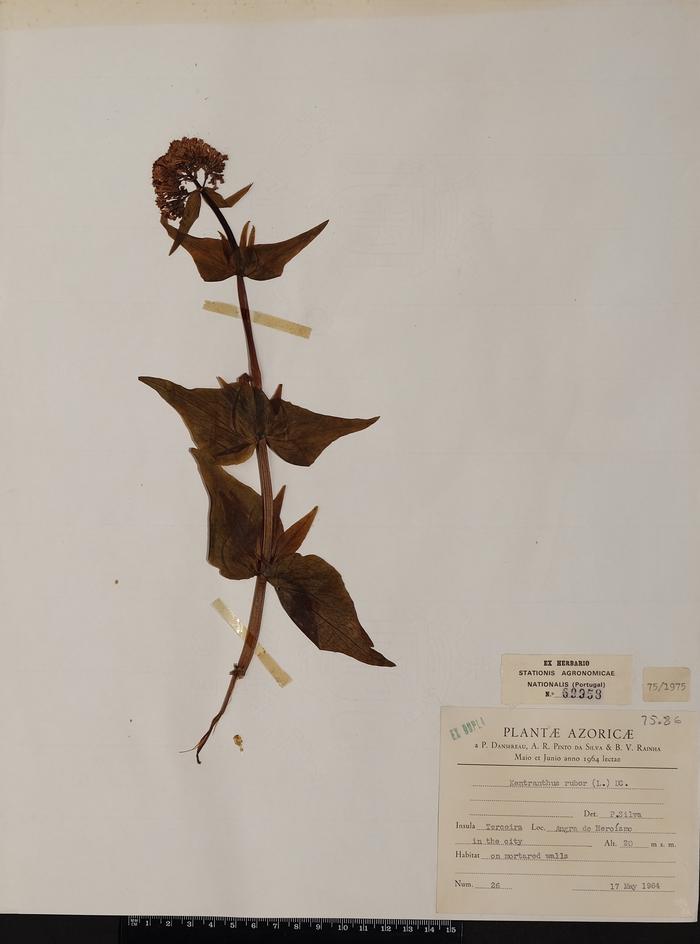 Centranthus ruber (L.) DC.