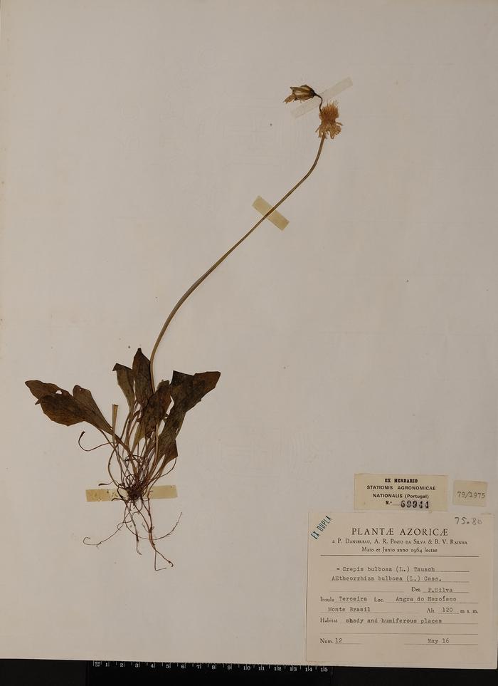 Aetheorhiza bulbosa (L.) Cass.