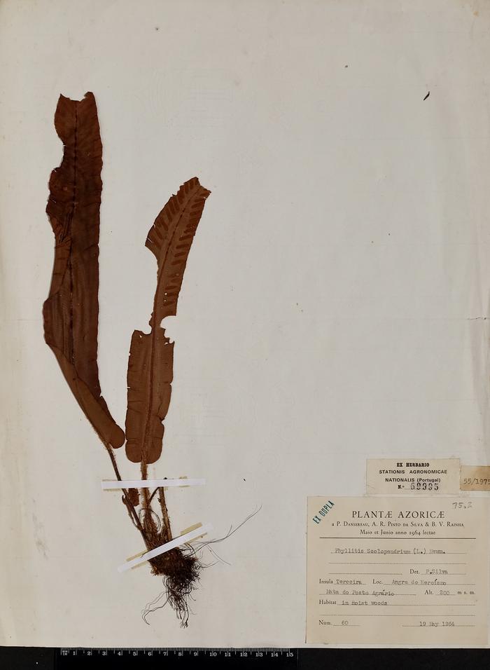 Asplenium scolopendrium L.