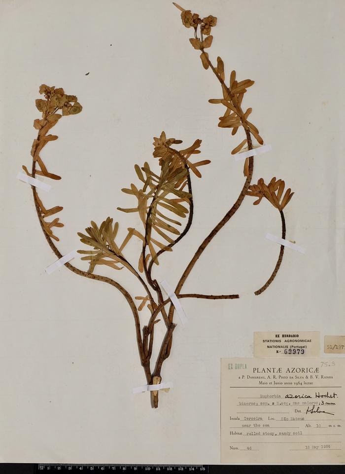 Euphorbia azorica Seub.