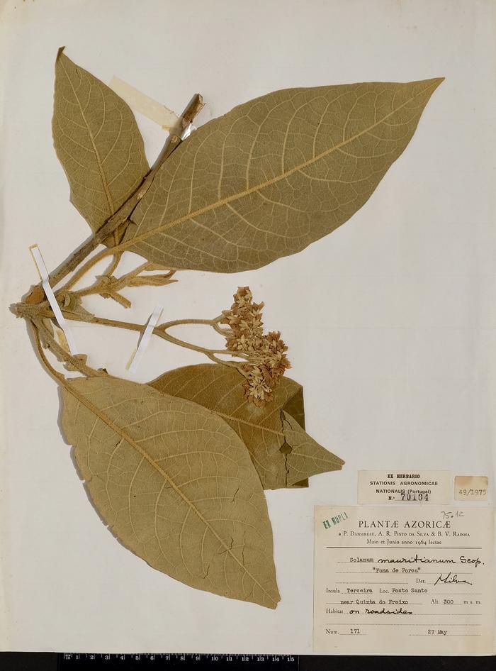 Solanum mauritianum Scop.