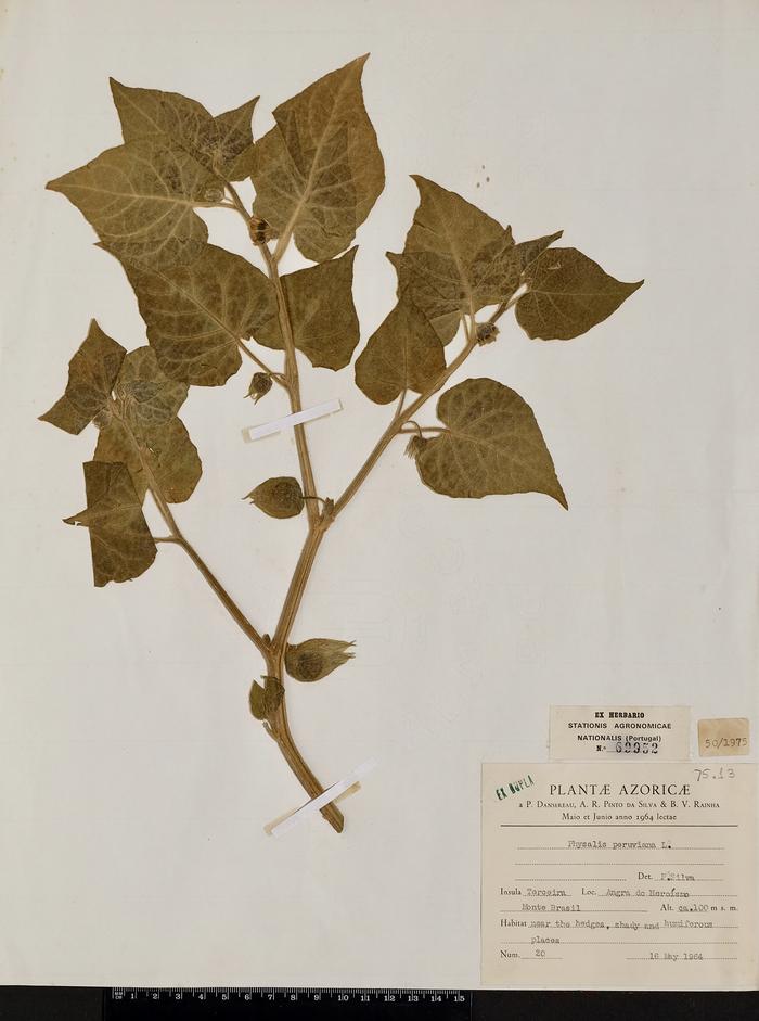 Physalis peruviana L.