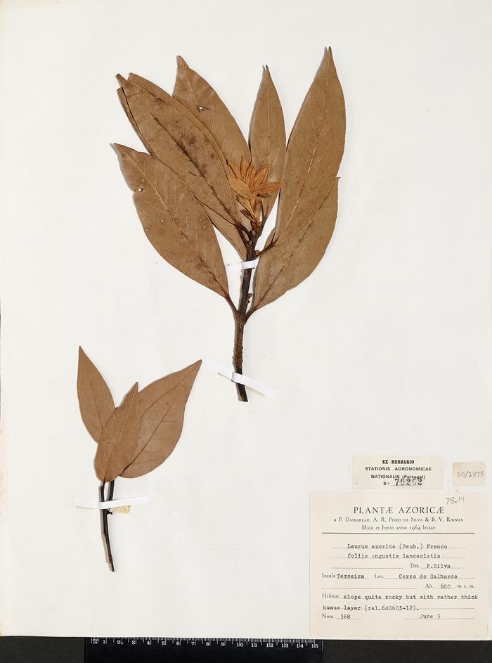Laurus azorica (Seub. ) Franco