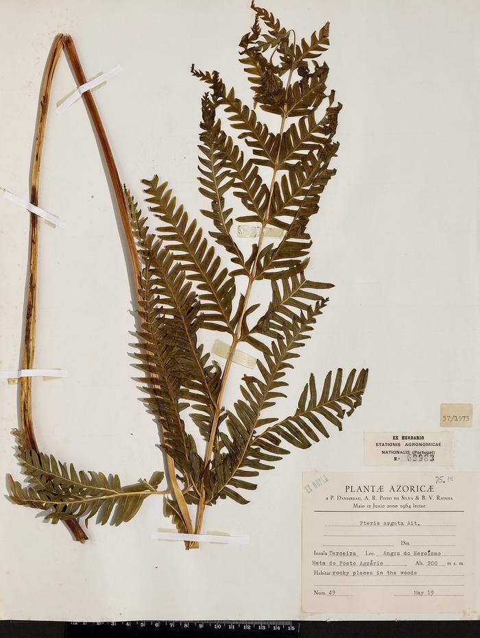 Pteris incompleta Cav.