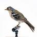 Fringilla coelebs moreletti (Pucheran, 1859)