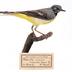 Motacilla cinerea patriciae (Vaurie, 1957)