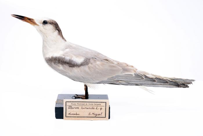 Sterna hirundo hirundo (Linnaeus, 1758)