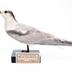 Sterna hirundo hirundo (Linnaeus, 1758)