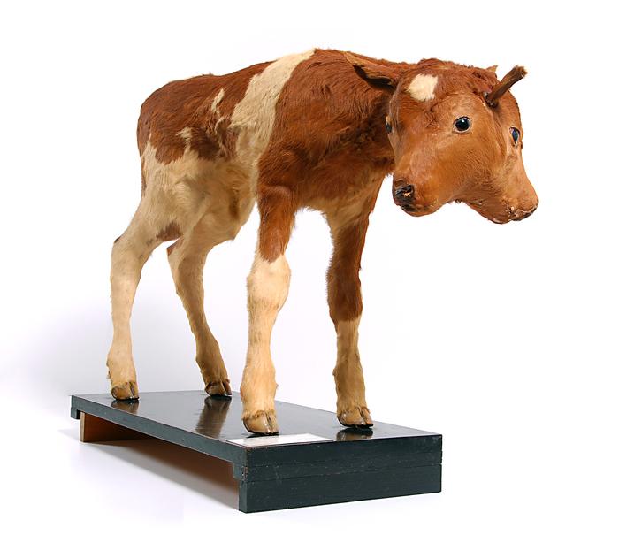 Bos taurus Linnaeus, 1758
