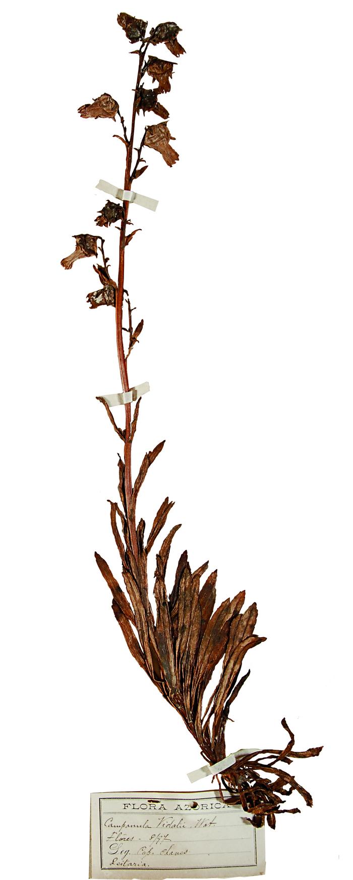 Azorina vidalii (H. C. Watson) Feer