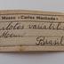 Spilotes pullatus Linnaeus, 1758