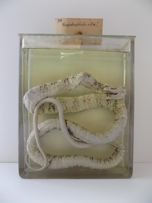 Bothrops atrox (Linnaeus, 1758)