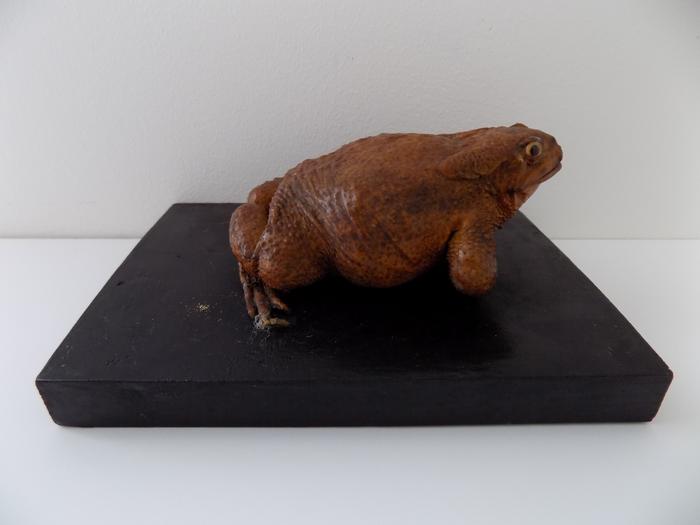 Bufo bufo (Linnaeus, 1758)