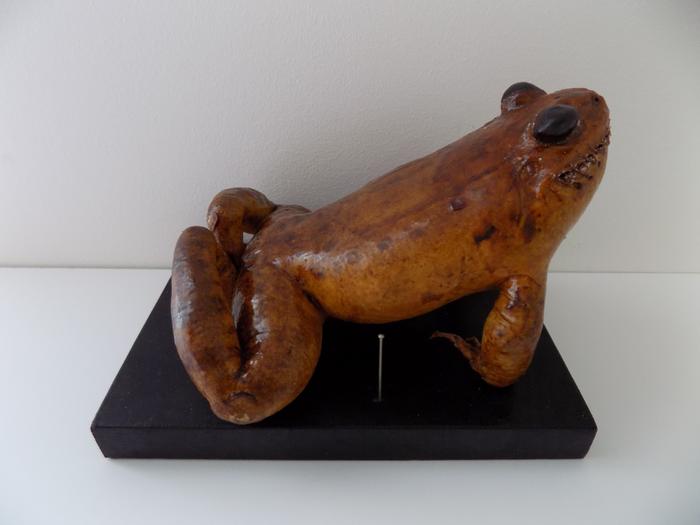 Limnodynastes peronii (Duméril & Bibron, 1841)