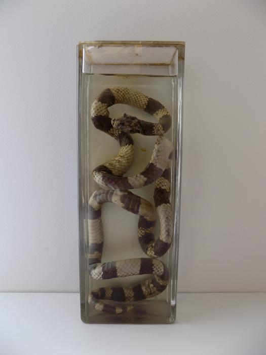 Chironius grandisquamis (Peters, 1869)