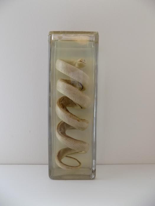 Zamenis scalaris (Schinz, 1822)
