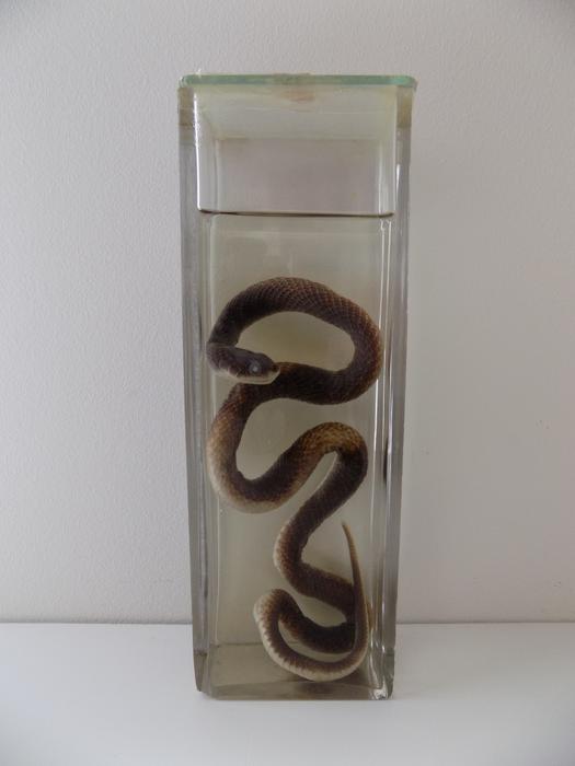 Erythrolamprus typhlus (Linnaeus, 1758)