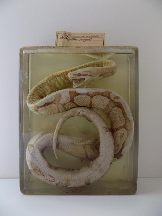 Python regius (Shaw, 1802)